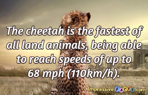 The cheetah is the fastest of all land animals, being able to reach speeds of up to 68 mph (110km/h).