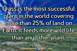 Grass is the most successful plant in the world covering more than 25% of land on Earth.